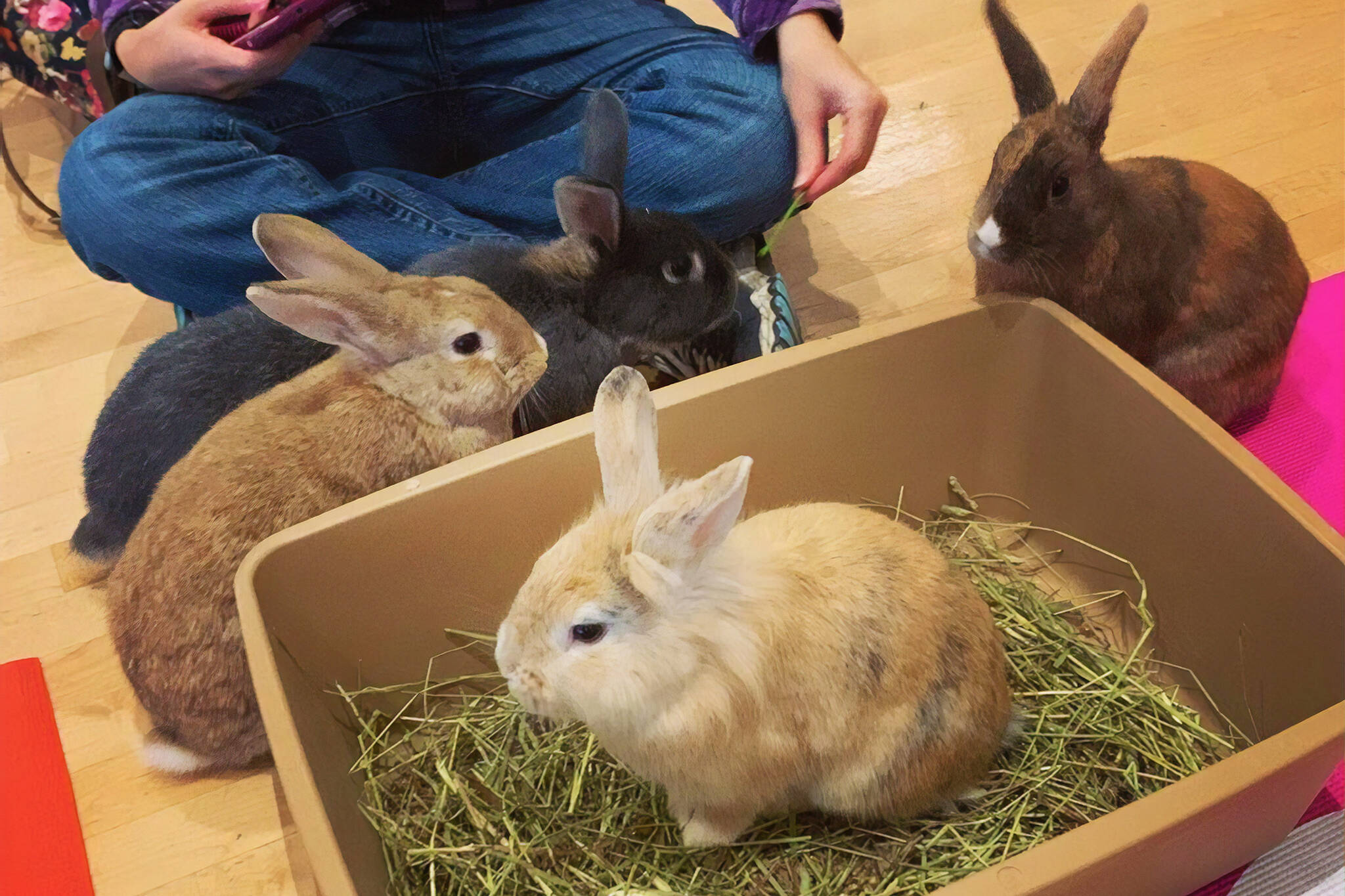 bunny cafe vancouver