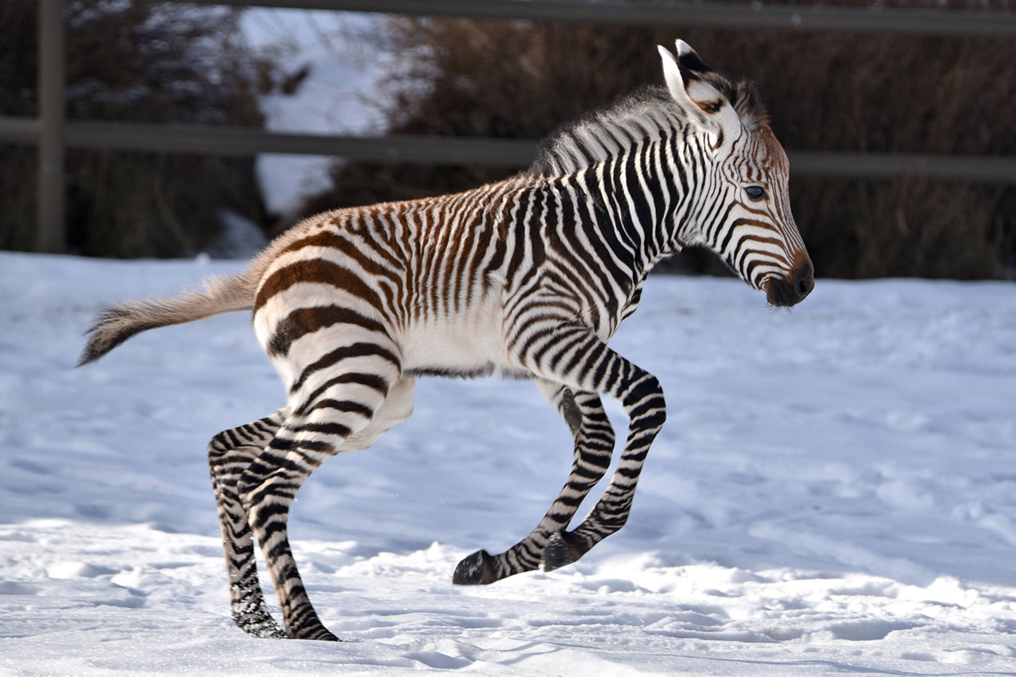 calgary zoo zebra
