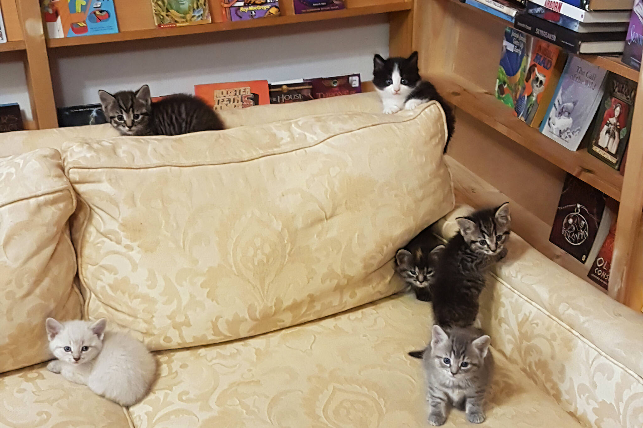 kittens for sale