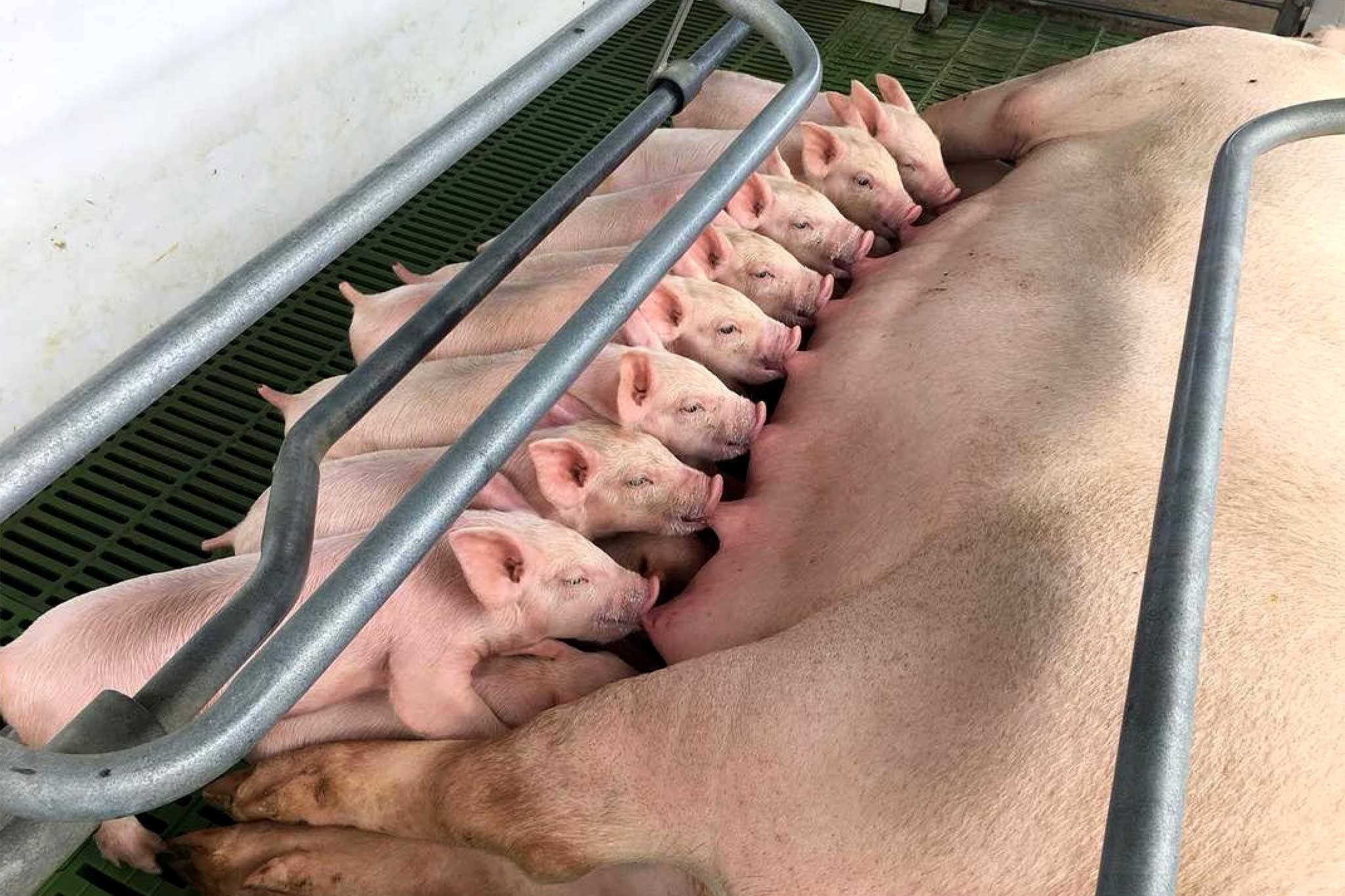 ontario pork prices